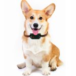 Pet GPS Tracker